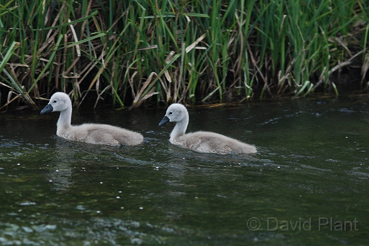 Mute swan cygnets - B.JPG - Mute swan, cygnets - Gloucestershire